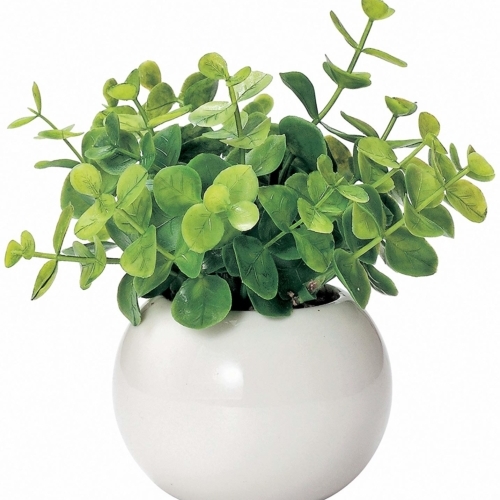 ケーアイ ユーカリ