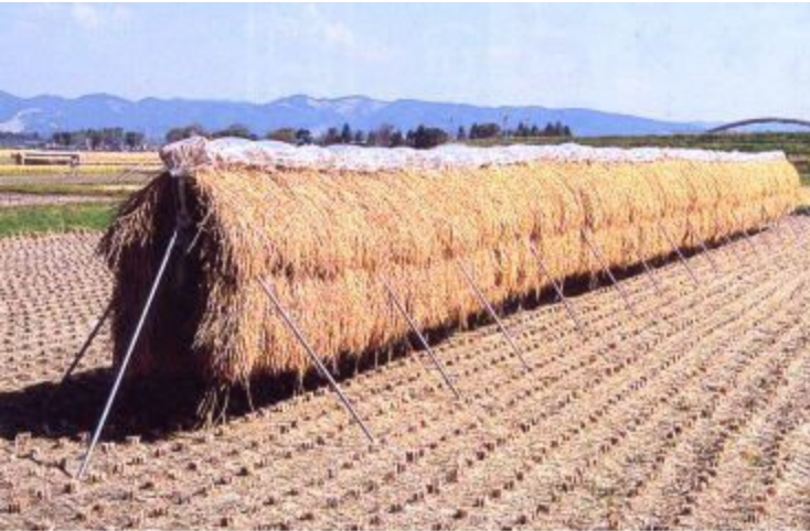 稲干台 4段掛け