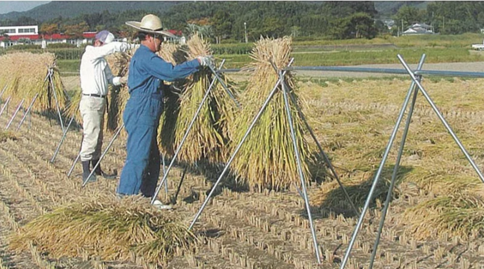 南栄工業 稲の掛干しセット 1段掛 B-305