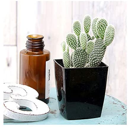 チャーム CHARM バニーカクタス 460011