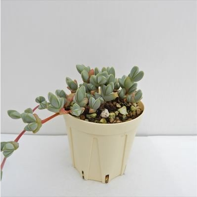 レイテストプランツ latestplants 碧魚連(ヘキギョレン) 10000569