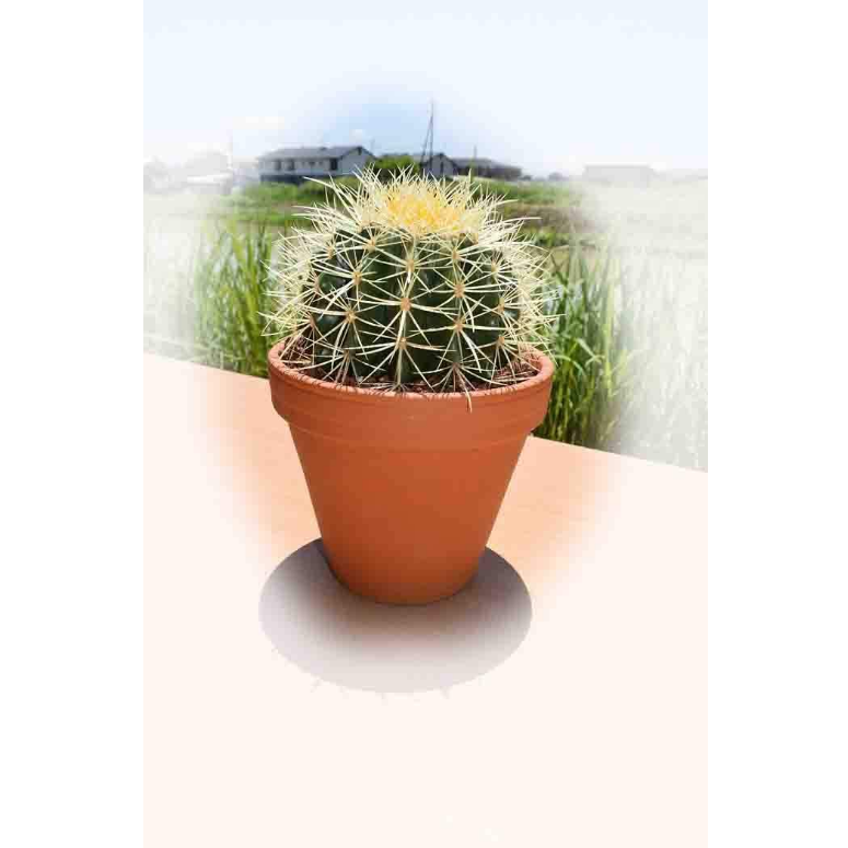 こぼんさい kobonsai 金鯱（キンシャチ） kinshati