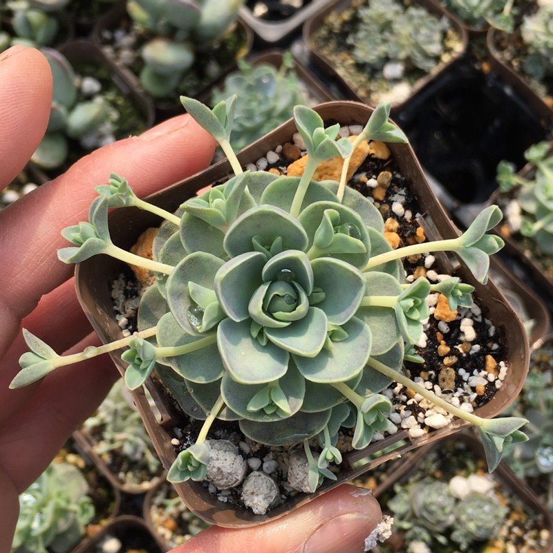 置物・オブジェ