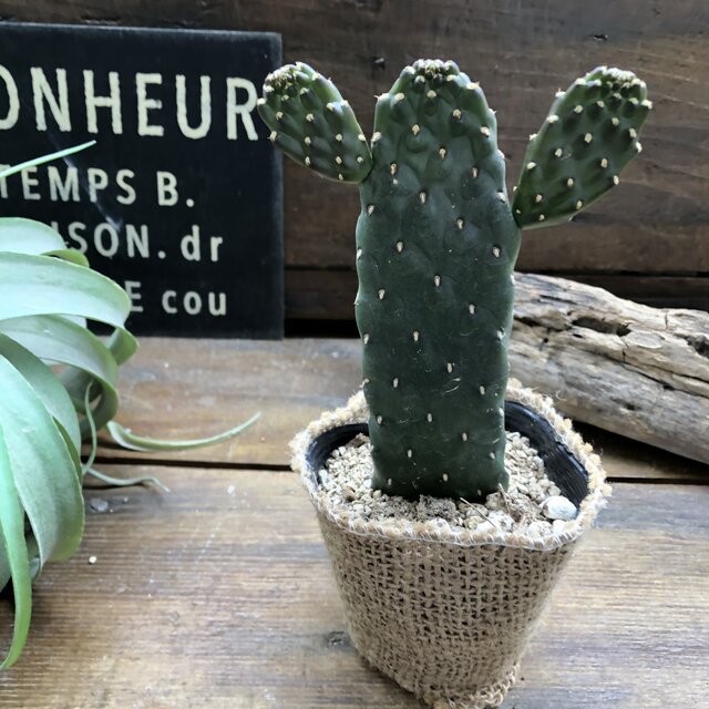 パリジェンヌ17 Parisienne 17 墨鳥帽子（スミエボシ） 10001630