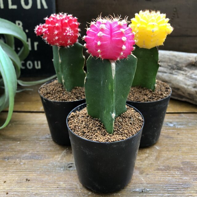 パリジェンヌ17 Parisienne 17 緋牡丹（ヒボタン） set-067