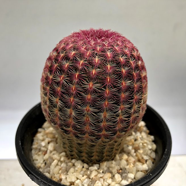 遊恵盆栽 yueibonsai エキノケレウス s1854