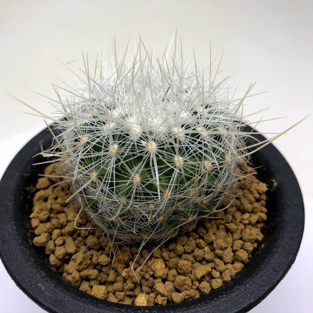 遊恵盆栽 yueibonsai 太白丸（タイハクマル） s10436v