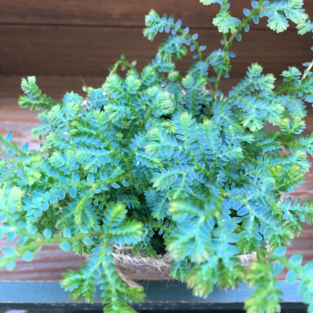 その他のホビー