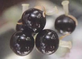 玉嶋屋「玉羊羹」20個入