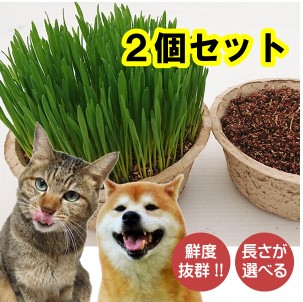 87navi 産地直送 猫草