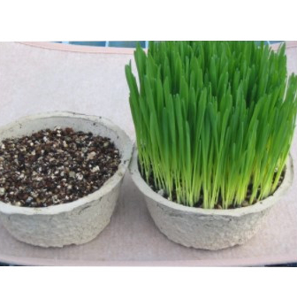 そのまんま猫の草 すぐに食べられる猫の生野菜