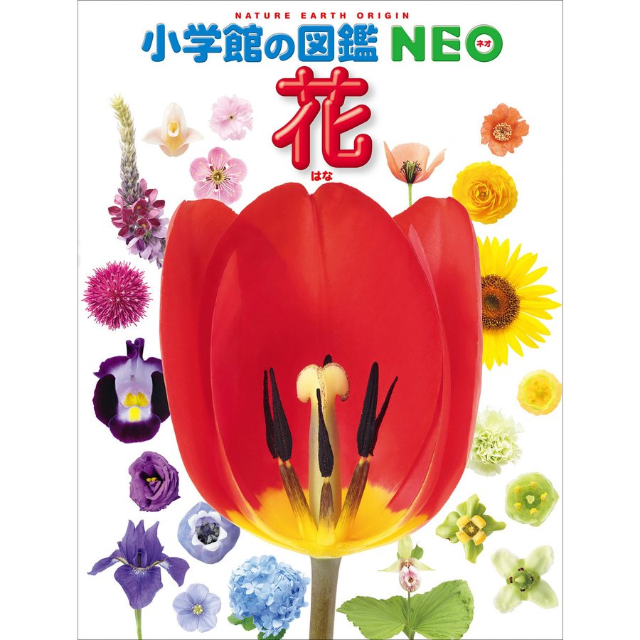 小学館 小学館の図鑑NEO　花