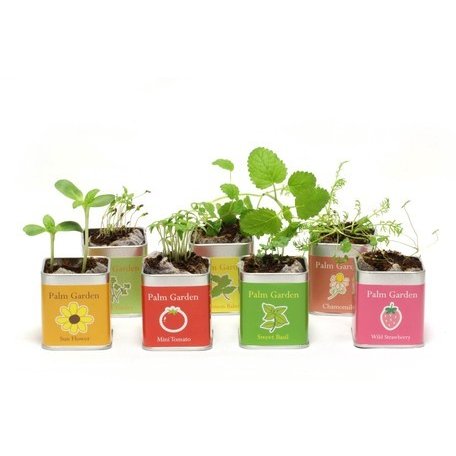 ナガクラ 小さな栽培 パームガーデン