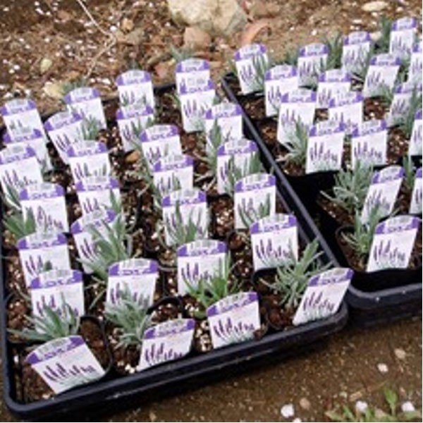 家庭菜園キット