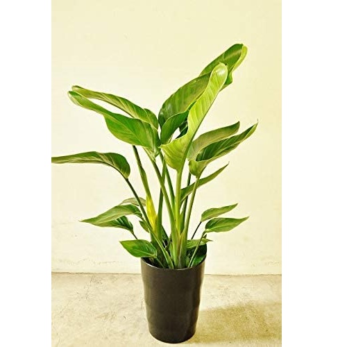 産地マーケット オーガスタ