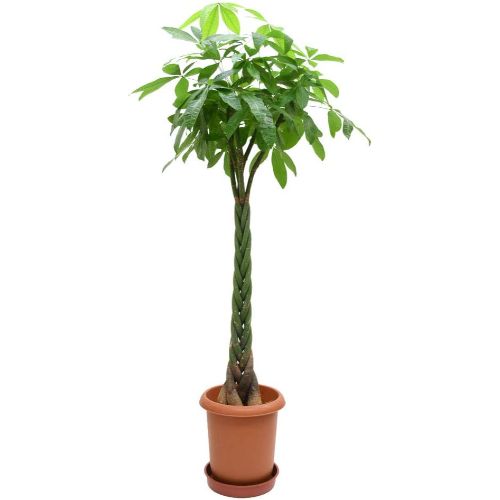 パキラと観葉植物専門店Marubun パキラ