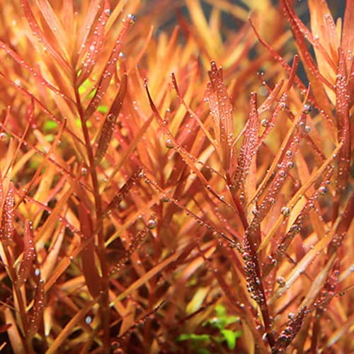 熱帯魚・アクアリウム用品