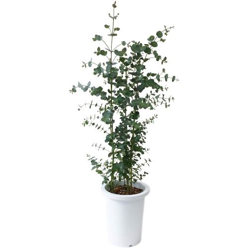 パキラと観葉植物専門店Marubun ユーカリ・グニー