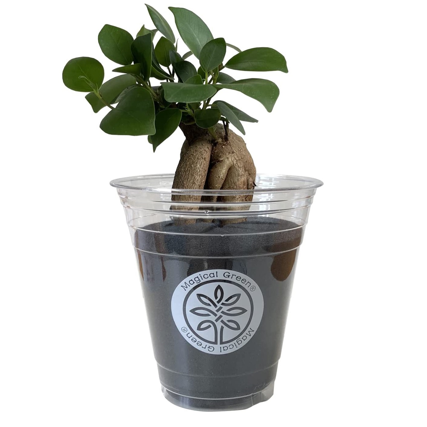 花のギフト社 ガジュマル