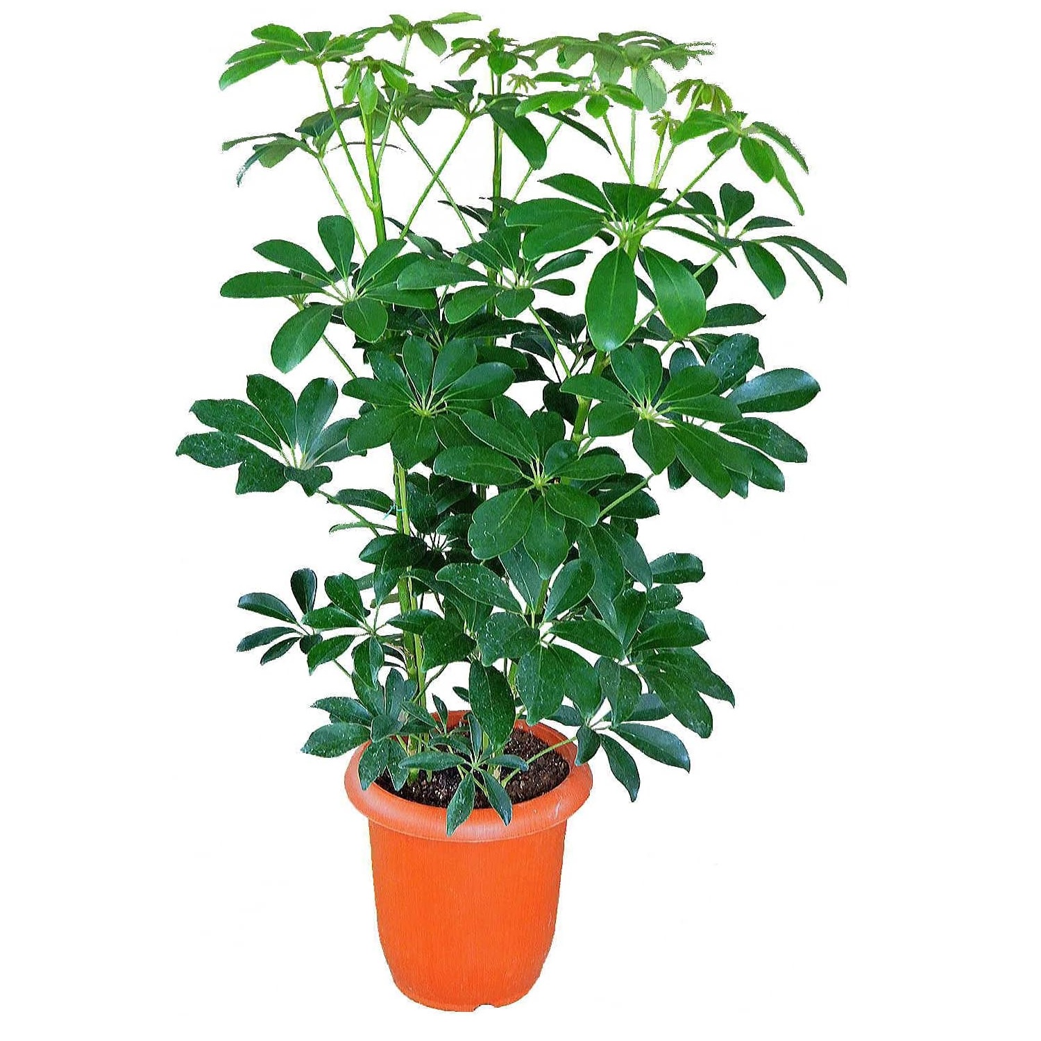 緑の風yamashoku シェフレラ