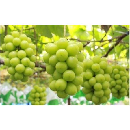 山梨県南アルプス市 絶品！南アルプス市産シャインマスカット 1.2kg