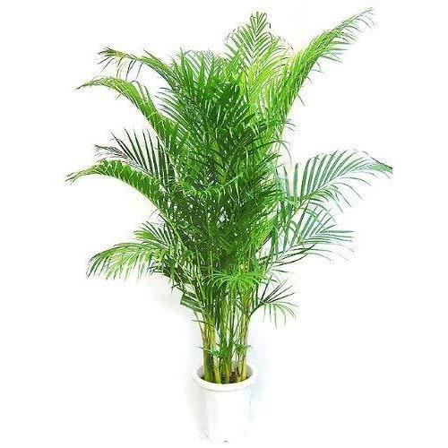 MAKIMO PLANT アレカヤシ